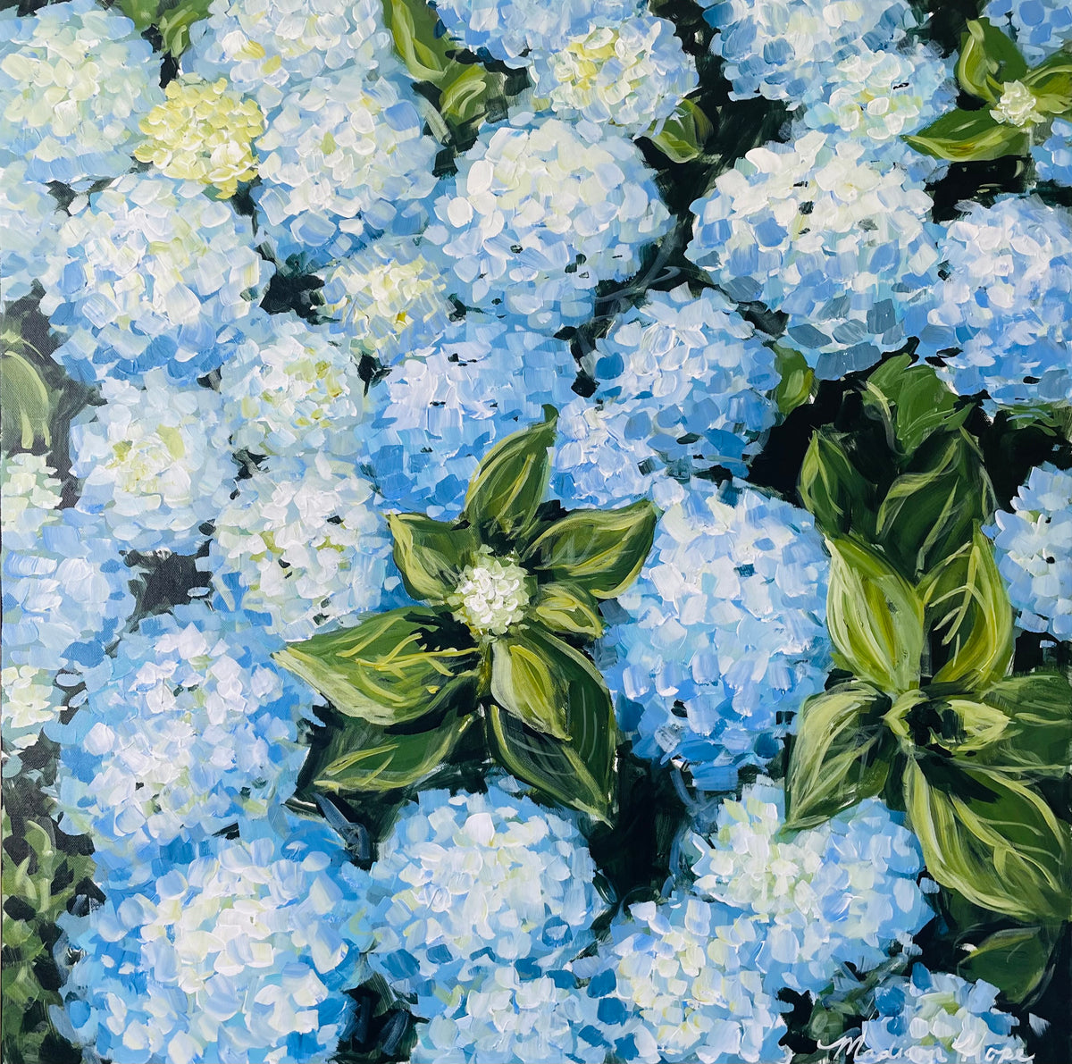 Hydrangeas IV, 30 x 30